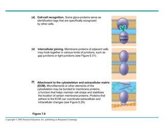 Copyright © 2005 Pearson Education, Inc. publishing as Benjamin Cummings
Cell-cell recognition. Some glyco-proteins serve as
identification tags that are specifically recognized
by other cells.
Intercellular joining. Membrane proteins of adjacent cells
may hook together in various kinds of junctions, such as
gap junctions or tight junctions (see Figure 6.31).
Attachment to the cytoskeleton and extracellular matrix
(ECM). Microfilaments or other elements of the
cytoskeleton may be bonded to membrane proteins,
a function that helps maintain cell shape and stabilizes
the location of certain membrane proteins. Proteins that
adhere to the ECM can coordinate extracellular and
intracellular changes (see Figure 6.29).
(d)
(e)
(f)
Glyco-
protein
Figure 7.9
 