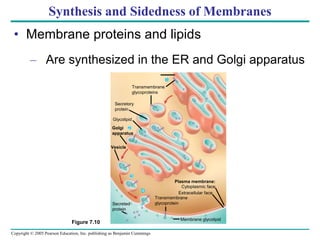 Copyright © 2005 Pearson Education, Inc. publishing as Benjamin Cummings
Synthesis and Sidedness of Membranes
• Membrane proteins and lipids
– Are synthesized in the ER and Golgi apparatus
ER
Figure 7.10
Transmembrane
glycoproteins
Secretory
protein
Glycolipid
Golgi
apparatus
Vesicle
Transmembrane
glycoprotein
Membrane glycolipid
Plasma membrane:
Cytoplasmic face
Extracellular face
Secreted
protein
4
1
2
3
 