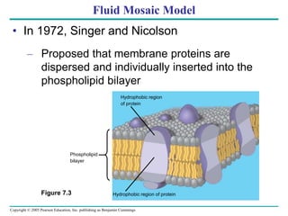 Copyright © 2005 Pearson Education, Inc. publishing as Benjamin Cummings
Fluid Mosaic Model
• In 1972, Singer and Nicolson
– Proposed that membrane proteins are
dispersed and individually inserted into the
phospholipid bilayer
Figure 7.3
Phospholipid
bilayer
Hydrophobic region
of protein
Hydrophobic region of protein
 