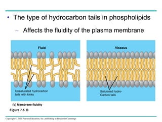 Copyright © 2005 Pearson Education, Inc. publishing as Benjamin Cummings
• The type of hydrocarbon tails in phospholipids
– Affects the fluidity of the plasma membrane
Figure 7.5 B
Fluid Viscous
Unsaturated hydrocarbon
tails with kinks
Saturated hydro-
Carbon tails
(b) Membrane fluidity
 