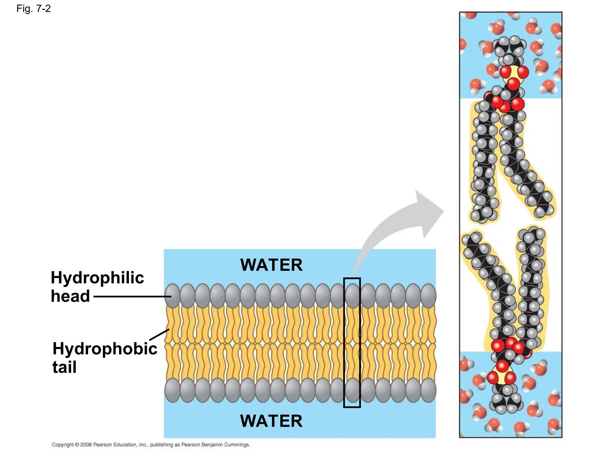 Membrane Structure and Function campbell | PPT