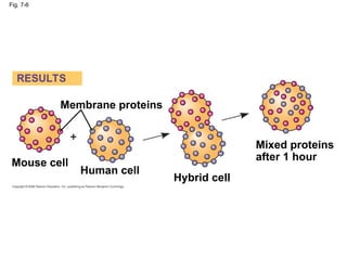 Membrane Structure and Function campbell | PPT