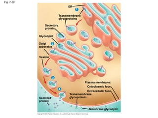 Membrane Structure and Function campbell | PPT