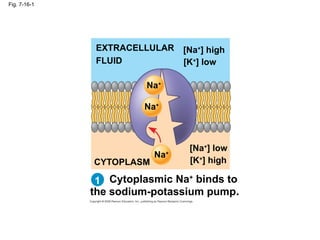 Membrane Structure and Function campbell | PPT