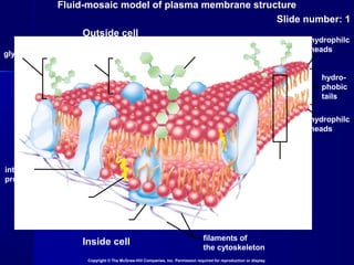 Fluid-mosaic model of plasma membrane structure
Slide number: 1
Copyright © The McGraw-Hill Companies, Inc. Permission required for reproduction or display.
Inside cell
Outside cell
glycolipid
glycoprotein
carbohydrate
(sugar) chain
phospholipid
bilayerintegral
protein
cholesterol
peripheral protein
filaments of
the cytoskeleton
hydro-
phobic
tails
hydrophilc
heads
hydrophilc
heads
 