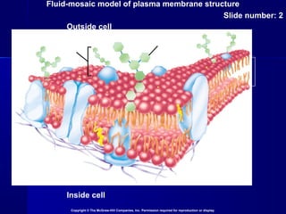 Fluid-mosaic model of plasma membrane structure
Slide number: 2
Copyright © The McGraw-Hill Companies, Inc. Permission required for reproduction or display.
Inside cell
Outside cell
glycoprotein
carbohydrate
(sugar) chain
 