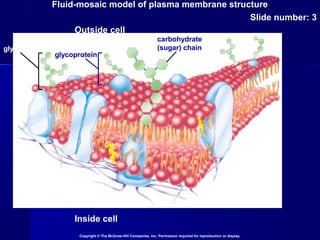 Fluid-mosaic model of plasma membrane structure
Slide number: 3
Copyright © The McGraw-Hill Companies, Inc. Permission required for reproduction or display.
Inside cell
Outside cell
glycolipid
glycoprotein
carbohydrate
(sugar) chain
 