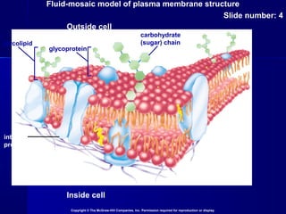Fluid-mosaic model of plasma membrane structure
Slide number: 4
Copyright © The McGraw-Hill Companies, Inc. Permission required for reproduction or display.
Inside cell
Outside cell
glycolipid
glycoprotein
carbohydrate
(sugar) chain
integral
protein
 