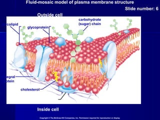 Fluid-mosaic model of plasma membrane structure
Slide number: 6
Copyright © The McGraw-Hill Companies, Inc. Permission required for reproduction or display.
Inside cell
Outside cell
glycolipid
glycoprotein
carbohydrate
(sugar) chain
integral
protein
cholesterol
peripheral protein
 