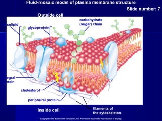 Fluid-mosaic model of plasma membrane structure
Slide number: 7
Copyright © The McGraw-Hill Companies, Inc. Permission required for reproduction or display.
Inside cell
Outside cell
glycolipid
glycoprotein
carbohydrate
(sugar) chain
integral
protein
cholesterol
peripheral protein
filaments of
the cytoskeleton
 