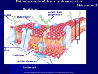 Fluid-mosaic model of plasma membrane structure
Slide number: 8
Copyright © The McGraw-Hill Companies, Inc. Permission required for reproduction or display.
Inside cell
Outside cell
glycolipid
glycoprotein
carbohydrate
(sugar) chain
phospholipid
bilayerintegral
protein
cholesterol
peripheral protein
filaments of
the cytoskeleton
 
