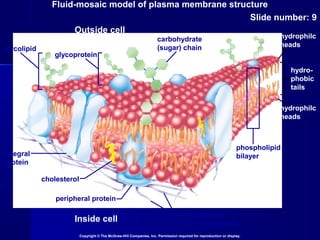 Fluid-mosaic model of plasma membrane structure
Slide number: 9
Copyright © The McGraw-Hill Companies, Inc. Permission required for reproduction or display.
Inside cell
Outside cell
glycolipid
glycoprotein
carbohydrate
(sugar) chain
phospholipid
bilayerintegral
protein
cholesterol
peripheral protein
filaments of
the cytoskeleton
hydro-
phobic
tails
hydrophilc
heads
hydrophilc
heads
 