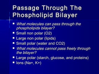 Passage Through ThePassage Through The
Phospholipid BilayerPhospholipid Bilayer
 What molecules can pass through theWhat molecules can pass through the
phospholipids bilayer?phospholipids bilayer?
 Small non polar (O2)Small non polar (O2)
 Large non polar (lipids)Large non polar (lipids)
 Small polar (water and CO2)Small polar (water and CO2)
 What molecules cannot pass freely throughWhat molecules cannot pass freely through
the bilayer?the bilayer?
 Large polar (starch, glucose, and proteins)Large polar (starch, glucose, and proteins)
 Ions (Na+, K+)Ions (Na+, K+)
 