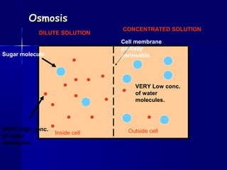 OsmosisOsmosis
Cell membrane
partially
permeable.
Inside cell Outside cellVERY High conc.
of water
molecules.
VERY Low conc.
of water
molecules.
Sugar molecule
DILUTE SOLUTION
CONCENTRATED SOLUTION
 