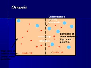 OsmosisOsmosis
Cell membrane
partially
permeable.
Inside cell Outside cell
High conc. of
water molecules.
Lower water
potential.
Low conc. of
water molecules.
High water
potential.OSMOSIS
 