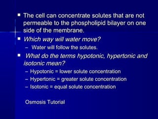  The cell can concentrate solutes that are notThe cell can concentrate solutes that are not
permeable to the phospholipid bilayer on onepermeable to the phospholipid bilayer on one
side of the membrane.side of the membrane.
 Which way will water move?Which way will water move?
– Water will follow the solutes.Water will follow the solutes.
 What do the terms hypotonic, hypertonic andWhat do the terms hypotonic, hypertonic and
isotonic mean?isotonic mean?
– Hypotonic = lower solute concentrationHypotonic = lower solute concentration
– Hypertonic = greater solute concentrationHypertonic = greater solute concentration
– Isotonic = equal solute concentrationIsotonic = equal solute concentration
Osmosis TutorialOsmosis Tutorial
 