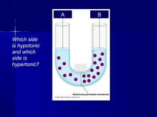 ??
Which side
is hypotonic
and which
side is
hypertonic?
A B
 