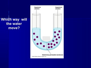 Which way will
the water
move?
 