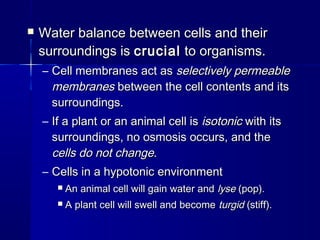  Water balance between cells and theirWater balance between cells and their
surroundings issurroundings is crucialcrucial to organisms.to organisms.
– Cell membranes act asCell membranes act as selectively permeableselectively permeable
membranesmembranes between the cell contents and itsbetween the cell contents and its
surroundings.surroundings.
– If a plant or an animal cell isIf a plant or an animal cell is isotonicisotonic with itswith its
surroundings, no osmosis occurs, and thesurroundings, no osmosis occurs, and the
cells do not changecells do not change..
– Cells in a hypotonic environmentCells in a hypotonic environment
 An animal cell will gain water andAn animal cell will gain water and lyselyse (pop).(pop).
 A plant cell will swell and becomeA plant cell will swell and become turgidturgid (stiff).(stiff).
 