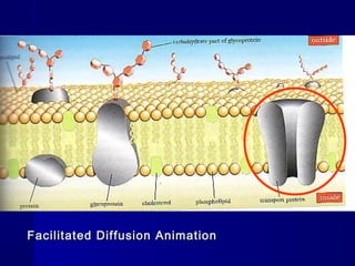 Facilitated Diffusion AnimationFacilitated Diffusion Animation
 