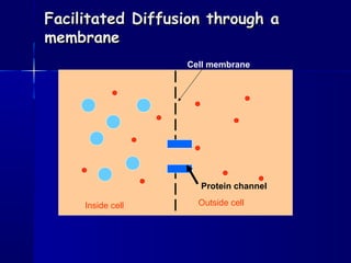 Facilitated Diffusion through aFacilitated Diffusion through a
membranemembrane
Cell membrane
Inside cell Outside cell
Protein channel
 