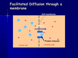 Facilitated Diffusion through aFacilitated Diffusion through a
membranemembrane
Cell membrane
Inside cell Outside cell
Protein channel
diffusion
 