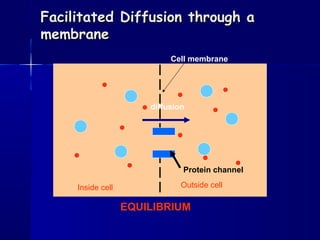 Facilitated Diffusion through aFacilitated Diffusion through a
membranemembrane
Cell membrane
Inside cell Outside cell
Protein channel
diffusion
EQUILIBRIUM
 