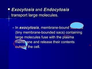  ExocytosisExocytosis andand EndocytosisEndocytosis
transport large molecules.transport large molecules.
– InIn exocytosisexocytosis, membrane-bound, membrane-bound vesiclesvesicles
(tiny membrane-bounded sacs) containing(tiny membrane-bounded sacs) containing
large molecules fuse with the plasmalarge molecules fuse with the plasma
membrane and release their contentsmembrane and release their contents
outside the cell.outside the cell.
 