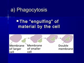 a) Phagocytosisa) Phagocytosis
 The “engulfing” ofThe “engulfing” of
material by the cellmaterial by the cell
 