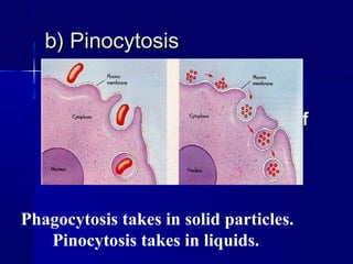 b) Pinocytosisb) Pinocytosis
 The “cell drinking” ofThe “cell drinking” of
material by the cellmaterial by the cell
Phagocytosis takes in solid particles.
Pinocytosis takes in liquids.
 