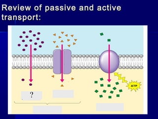 Review of passive and activeReview of passive and active
transport:transport:
?
 