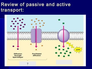 Review of passive and activeReview of passive and active
transport:transport:
?
 