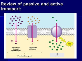 Review of passive and activeReview of passive and active
transport:transport:
?
 