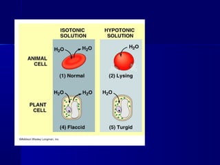MEMBRANE STRUCTURE