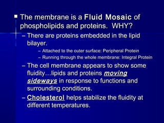  The membrane is aThe membrane is a Fluid MosaicFluid Mosaic ofof
phospholipids and proteins. WHY?phospholipids and proteins. WHY?
– There are proteins embedded in the lipidThere are proteins embedded in the lipid
bilayer.bilayer.
– Attached to the outer surface: Peripheral ProteinAttached to the outer surface: Peripheral Protein
– Running through the whole membrane: Integral ProteinRunning through the whole membrane: Integral Protein
– The cell membrane appears to show someThe cell membrane appears to show some
fluidity…lipids and proteinsfluidity…lipids and proteins movingmoving
sidewayssideways in response to functions andin response to functions and
surrounding conditions.surrounding conditions.
– CholesterolCholesterol helps stabilize the fluidity athelps stabilize the fluidity at
different temperatures.different temperatures.
 