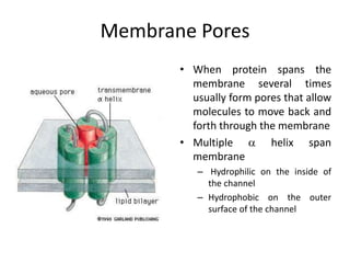 Membrane Pores
• When protein spans the
membrane several times
usually form pores that allow
molecules to move back and
forth through the membrane
• Multiple  helix span
membrane
– Hydrophilic on the inside of
the channel
– Hydrophobic on the outer
surface of the channel
 