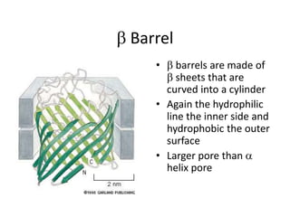  Barrel
•  barrels are made of
 sheets that are
curved into a cylinder
• Again the hydrophilic
line the inner side and
hydrophobic the outer
surface
• Larger pore than 
helix pore
 