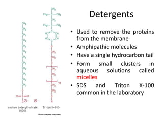 Detergents
• Used to remove the proteins
from the membrane
• Amphipathic molecules
• Have a single hydrocarbon tail
• Form small clusters in
aqueous solutions called
micelles
• SDS and Triton X-100
common in the laboratory
 