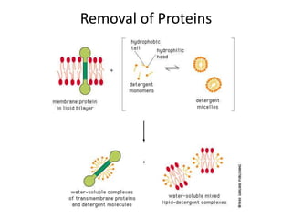 Removal of Proteins
 
