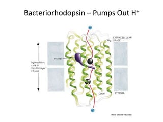 Bacteriorhodopsin – Pumps Out H+
 
