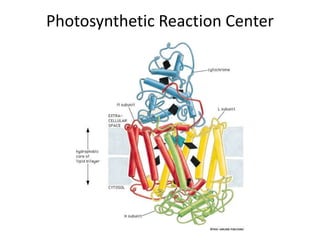 Photosynthetic Reaction Center
 