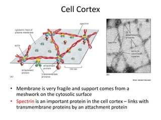 Cell Cortex
• Membrane is very fragile and support comes from a
meshwork on the cytosolic surface
• Spectrin is an important protein in the cell cortex – links with
transmembrane proteins by an attachment protein
 