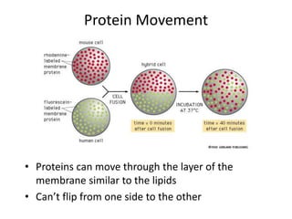 Protein Movement
• Proteins can move through the layer of the
membrane similar to the lipids
• Can’t flip from one side to the other
 