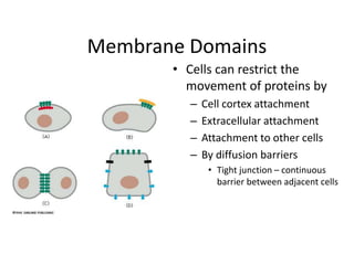 Membrane Domains
• Cells can restrict the
movement of proteins by
– Cell cortex attachment
– Extracellular attachment
– Attachment to other cells
– By diffusion barriers
• Tight junction – continuous
barrier between adjacent cells
 