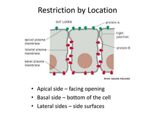Restriction by Location
• Apical side – facing opening
• Basal side – bottom of the cell
• Lateral sides – side surfaces
 