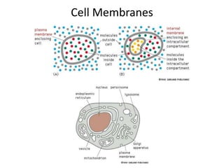 Cell Membranes
 