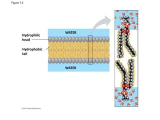 Figure 7.2
Hydrophilic
head
Hydrophobic
tail
WATER
WATER
 