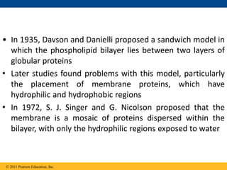 © 2011 Pearson Education, Inc.
• In 1935, Davson and Danielli proposed a sandwich model in
which the phospholipid bilayer lies between two layers of
globular proteins
• Later studies found problems with this model, particularly
the placement of membrane proteins, which have
hydrophilic and hydrophobic regions
• In 1972, S. J. Singer and G. Nicolson proposed that the
membrane is a mosaic of proteins dispersed within the
bilayer, with only the hydrophilic regions exposed to water
 