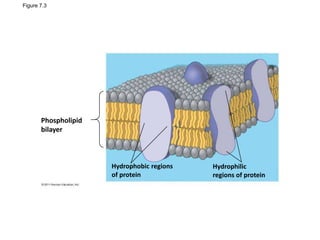 Figure 7.3
Phospholipid
bilayer
Hydrophobic regions
of protein
Hydrophilic
regions of protein
 