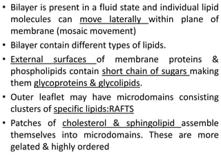 • Bilayer is present in a fluid state and individual lipid
molecules can move laterally within plane of
membrane (mosaic movement)
• Bilayer contain different types of lipids.
• External surfaces of membrane proteins &
phospholipids contain short chain of sugars making
them glycoproteins & glycolipids.
• Outer leaflet may have microdomains consisting
clusters of specific lipids:RAFTS
• Patches of cholesterol & sphingolipid assemble
themselves into microdomains. These are more
gelated & highly ordered
 